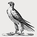 Hawk family crest, coat of arms