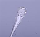 A Victorian Old English feather edge pattern sterling silver fish knife